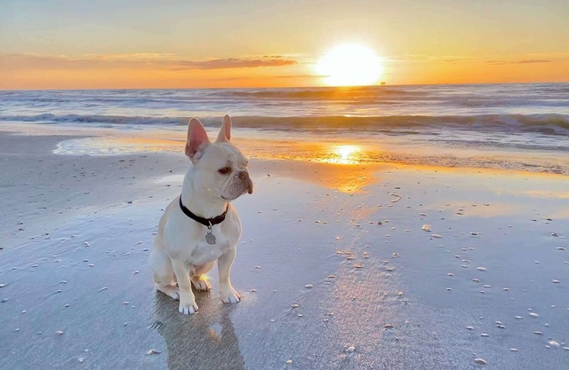 Pet Friendly w/Fenced Yard*Steps to the Beach!