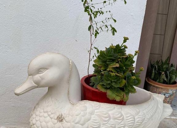 Pieds dans l'eau : S+2, Hergla, Sousse