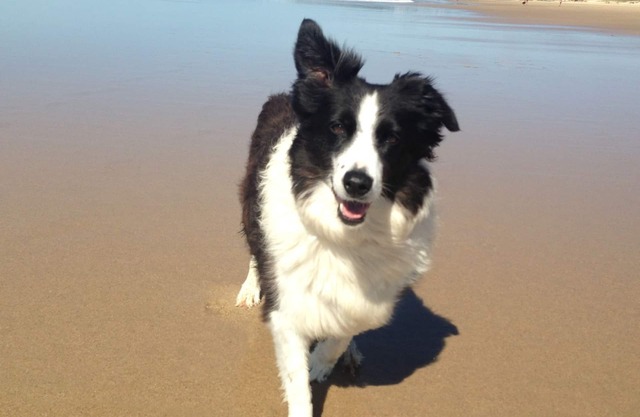 Pillows & Paws Pet Friendly Stays
