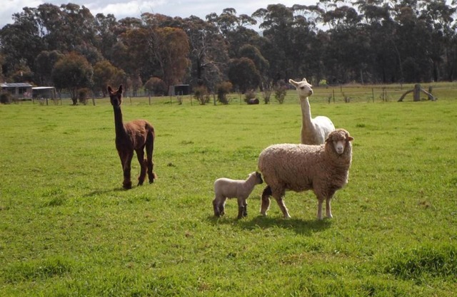 Pyrenees Farm Stay Amphitheatre. (Pet friendly) Bed and Breakfast.