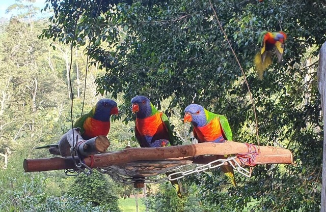 Rainforest Retreat