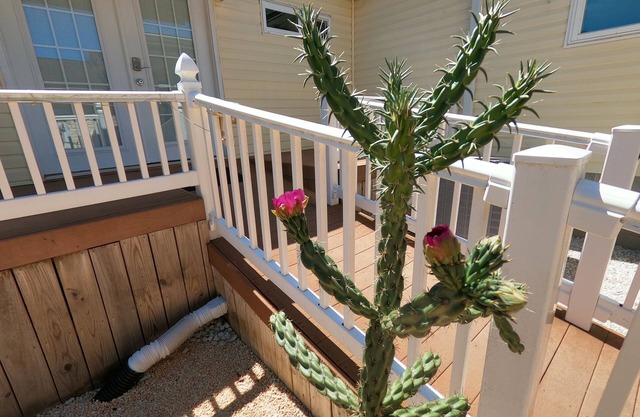 RANCH WITH CACTUSES weekly and monthly rentals up to 35% OFFn+No linen fee