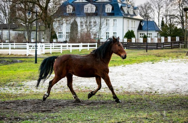 Rancho Ulinia koło Łeby