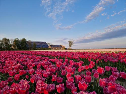 Rand van Wieringen Ibiza en Afrika suite