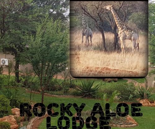 Rocky Aloe Escape