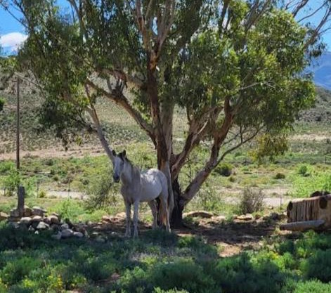 Rocky Sands - Klein Karoo R62