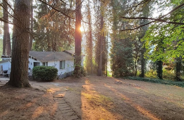 Rustic forest cabin - perfect for solo travelers who cherish privacy and quiet.