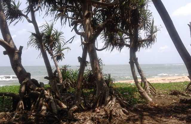 ‘SAI DHAM’ Beach House Bungalow for Rent in Gujjadi