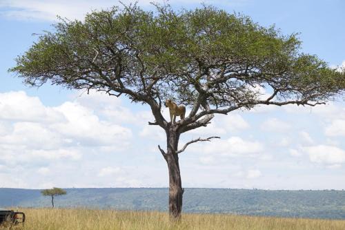 Savannah Solace Mara Camp