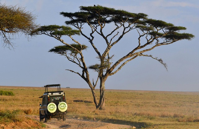 Serengeti Ikoma Wild Camp