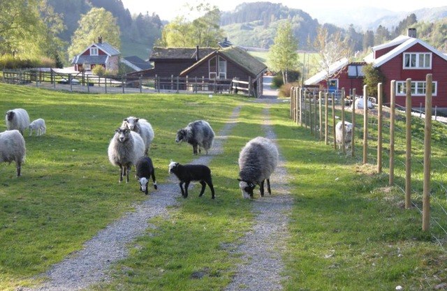 Skjerping gård