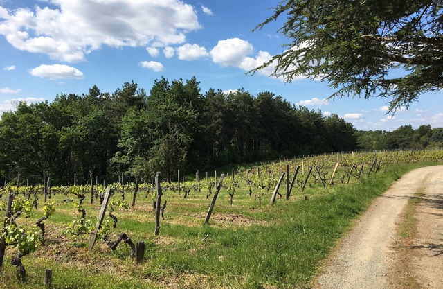 Small 19th-century house surrounded by vines, Domaine viticole de Rochambeau
