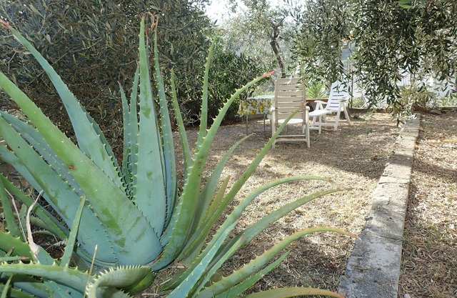 Small house among the olive trees near the sea 009031LT0003
