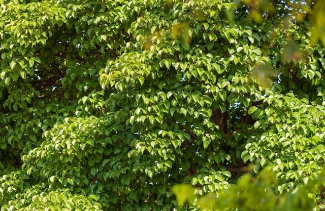 South Garden Hotels and Resorts