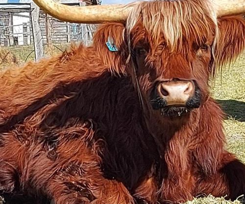 Straw House Farm - STANTHORPE
