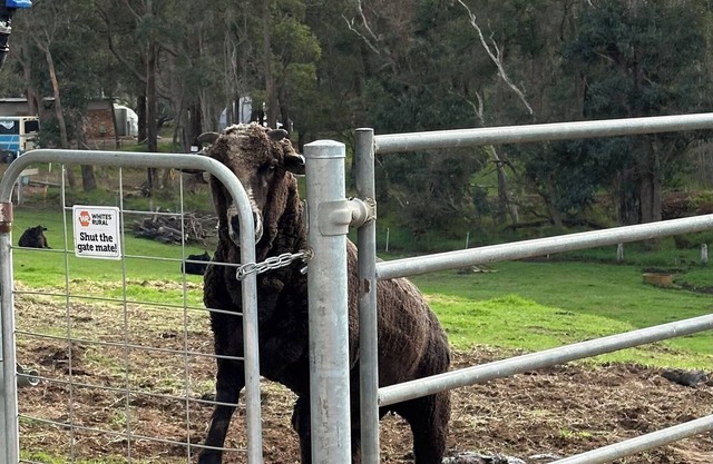 Tanjanerup Chalets "Clementine"nFarm Stay, Meet Larry, Clementine, Lady & Floss