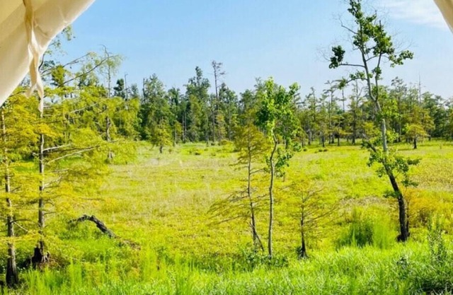Tentrr State Park Site - Louisiana Sam Houston Jones State Park - Lagoon View G