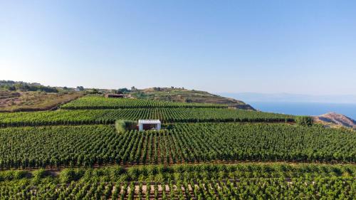 Tenuta di Castellaro Winery & Resort