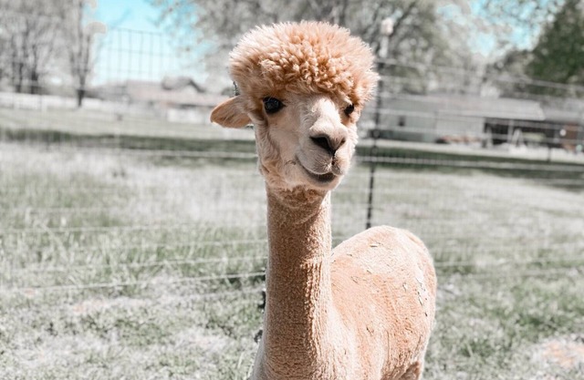 The Alpaca Campa - Minutes to Nashville