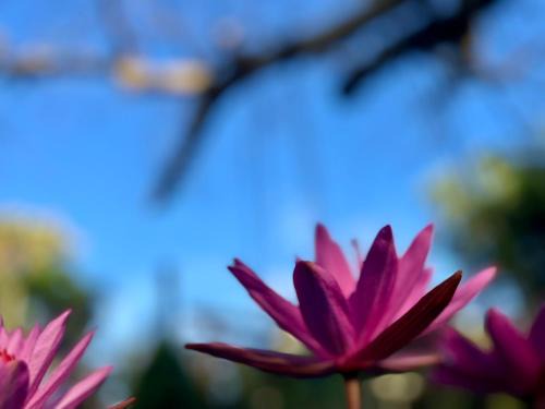 The Lazy Farm - Homestay & Glamping