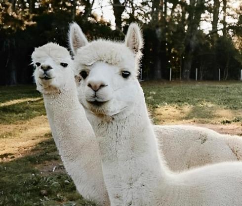 The Maple Lodge with Alpacas, Goats, Boars, Ducks & Chickens Farm Stay with Outdoor Pizza Oven