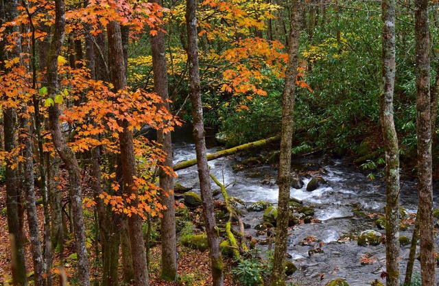 The Owl's Perch- Backwoods glamping cabin over amazing creek