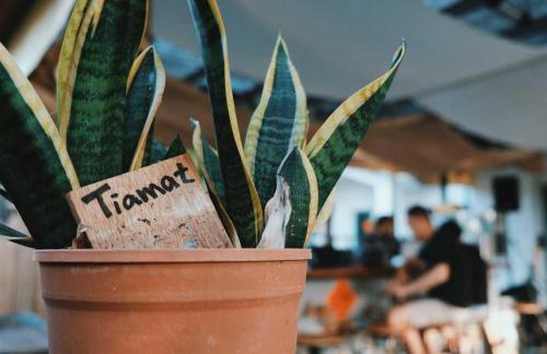 TIAMAT Diving Club X 苦水輕旅