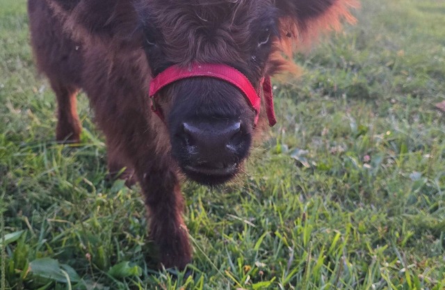 Unique Farm Stay and Petting Zoo!