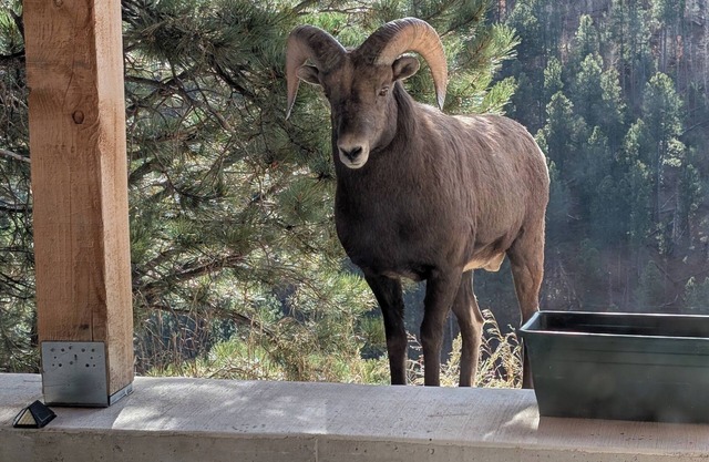 4-bedroom house next to Black Hills National Forest with Hot tub, great views!