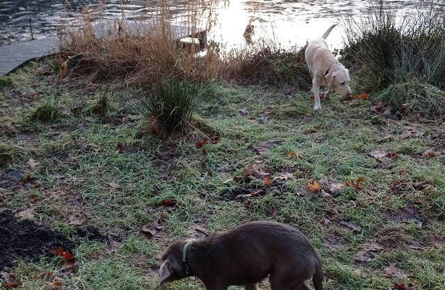 Vacation apartment with garden for dogs in the Hüttner mountains