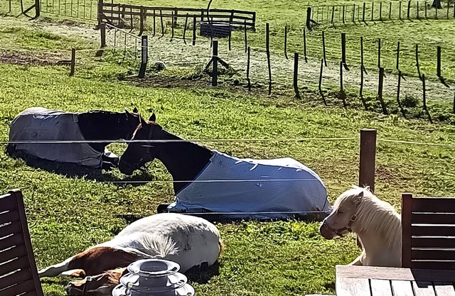 Waitomo Equine Homestay