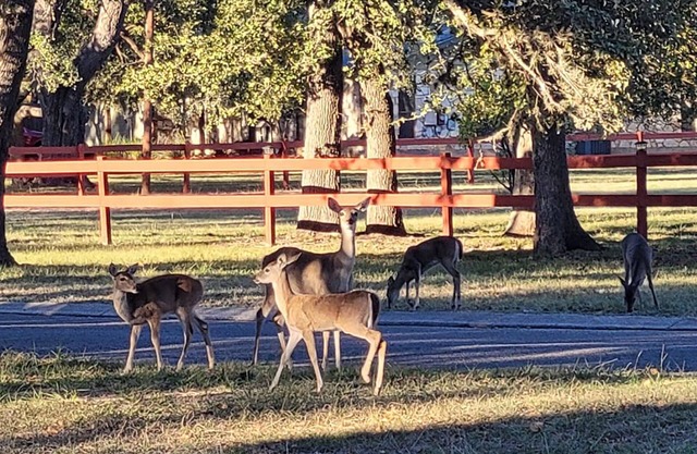 "Wanna see some DEER? Our Clean and Peaceful Guesthouse!