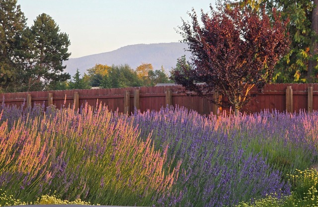 “Wise Old Owl Retreat – Spacious, Serene & Minutes from Every Olympic Wonder”