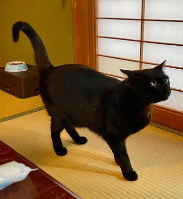 Hata-gun Apartment | 民宿とランチ大ちゃんち