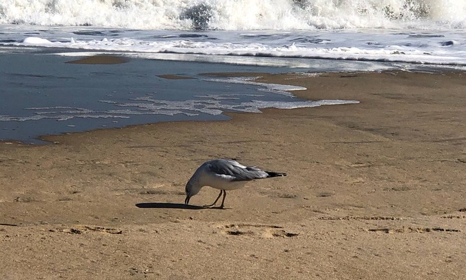 Midtown Ocean City House | 10% DISCOUNT for a FULL summer WEEK booked!