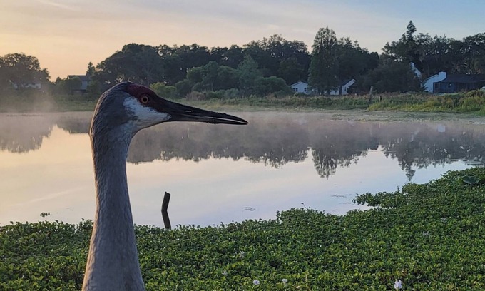 Limona Improvement Cabin | A place to be surrounded by nature within the city.