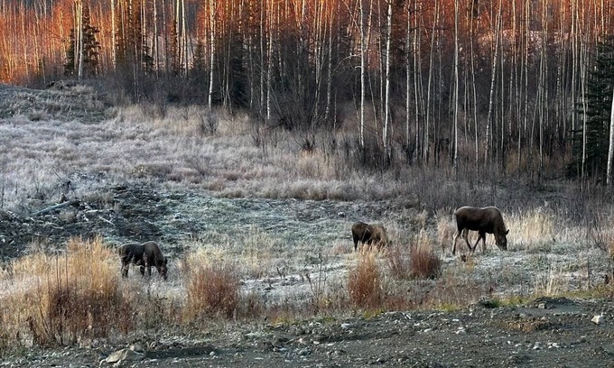 Big Lake Cabin | Aero View Cabin 1 with Mountain & Airport Views