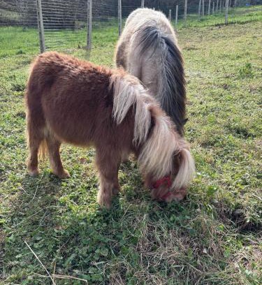 Fabriano Bed & Breakfast | Agriturismo B&B La Cerasa