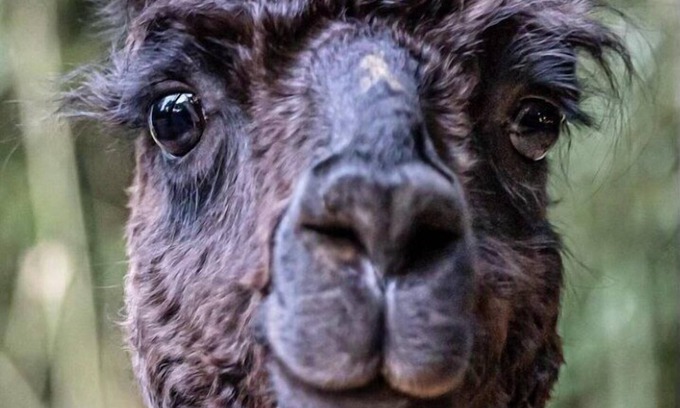 Snellville Cottage | Alpaca Bag n Stay Cottage