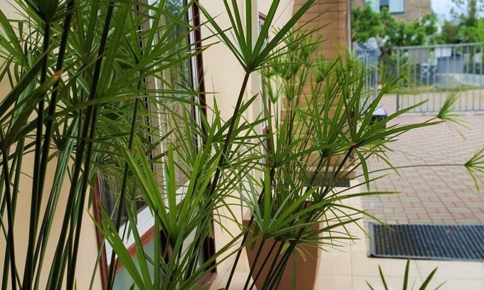 Paramaribo Apartment | Amalia Apartments