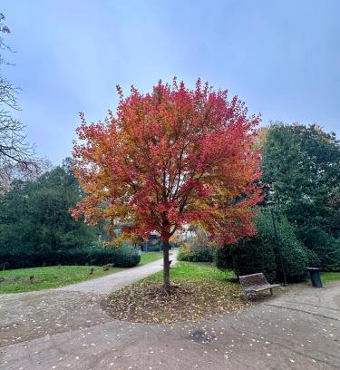 Roiano-Gretta-Barcola-Cologna-Scorcola Apartment | Ambra Central Park - Giulia 19