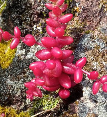 Alghero House | Arcamyrtus