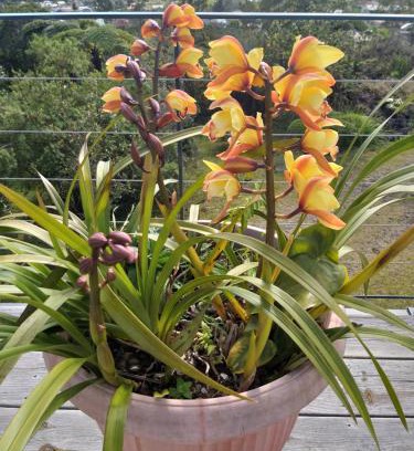 La Plaine-des-Palmistes Bed & Breakfast | Au défi d'Henréliane