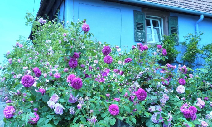 Uttenhoffen Other | Authentic Alsatian house with magnificent garden