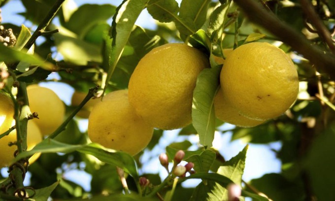 Suburbio VII Portuense Bed & Breakfast | B&B Il Giardino di Gabri