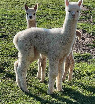 Dettenheim Apartment | Bauernhof Glamping mit Alpakas und Ziegen