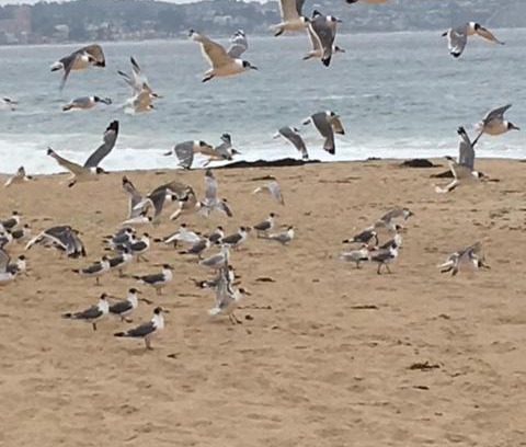 Mirasol House | Cabañas en Algarrobo Norte