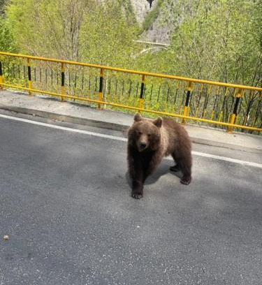 Curtea De Arges House | Casa Șapte din Șapte