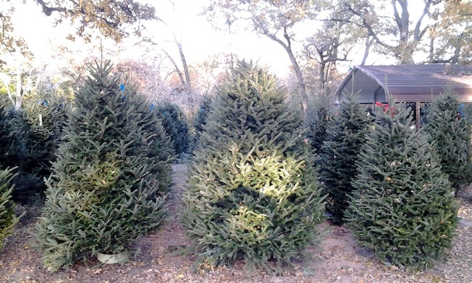 Bryan Bed & Breakfast | Christmas Tree Farm with Bed and Breakfast accommodations located on a 12 acre propertyin the Peaceful Countryside between Bryan and Hearne Tx