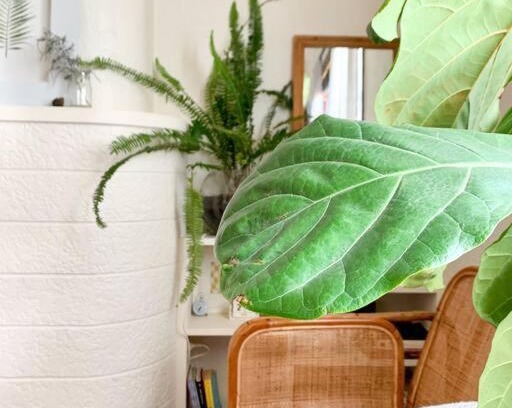 Petersham Apartment | Comfortable Studio Gem in the heart of Petersham